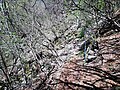 Approaching the crossing of Torrente Pola stream, coming from Ossino