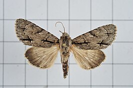 Acronicta intermedia