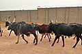 A Herd of Cattles.jpg