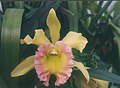 A and B Larsen orchids - Brassolaeliocattleya C John Henry x Brassolaeliocattleya Toshie Aoki 650-3.jpg