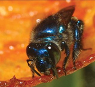 <i>Euglossa hyacinthina</i> Species of bee