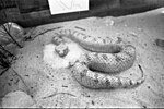 Thumbnail for File:A reptile exhibition was opened at the Tel Aviv Museum to show the public living snakes, scorpions and other reptiles (FL62570813).jpg