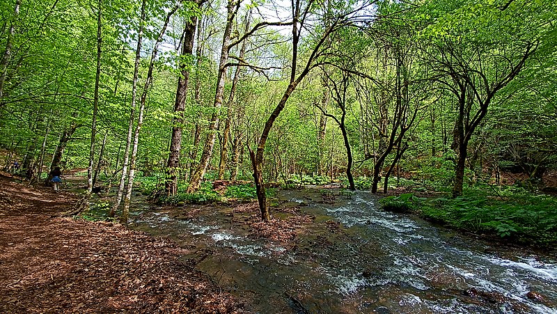 File:A river that is between in trees in Yedigöller National Park.jpg
