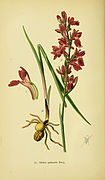 Abbildungen der in Deutschland und den angrenzenden gebieten vorkommenden grundformen der orchideenarten (Pl 25 Orchis palustr) (6021564687).jpg