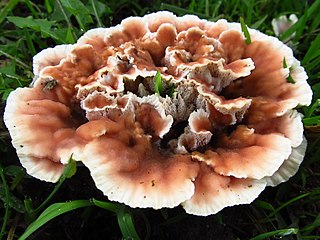 <i>Abortiporus</i> Genus of fungi