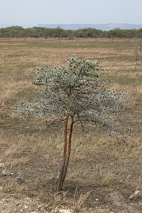 Kuvan kuvaus Acacia drepanolobium.jpg.