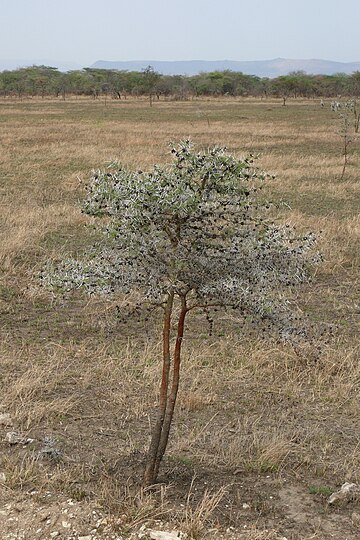 Vachellia drepanolobium