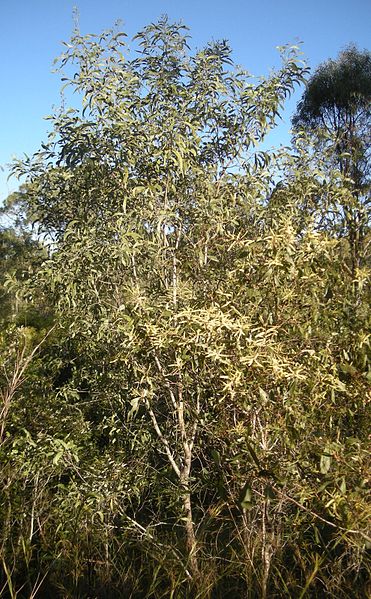File:Acacia leiocalyx tree.jpg