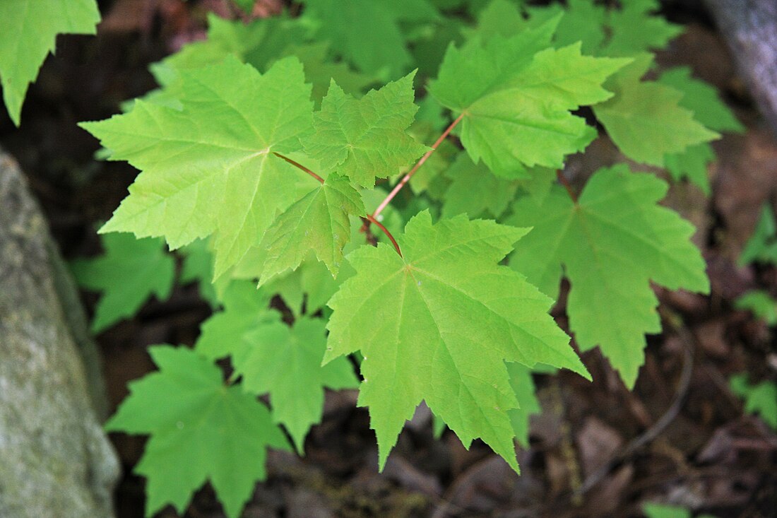 File:Acer rubrum young leaves.jpg