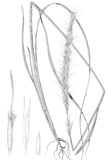 <i>Achnatherum robustum</i> species of plant