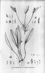 plate 108 I. Acianthera exarticulata (as syn. Pleurothallis exarticulata), II. Acianthera aphthosa (as syn. Pleurothallis pelioxantha)