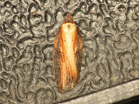 Tập_tin:Acleris_hastiana_(13520167714).jpg