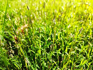 <i>Acroceras</i> Genus of grasses