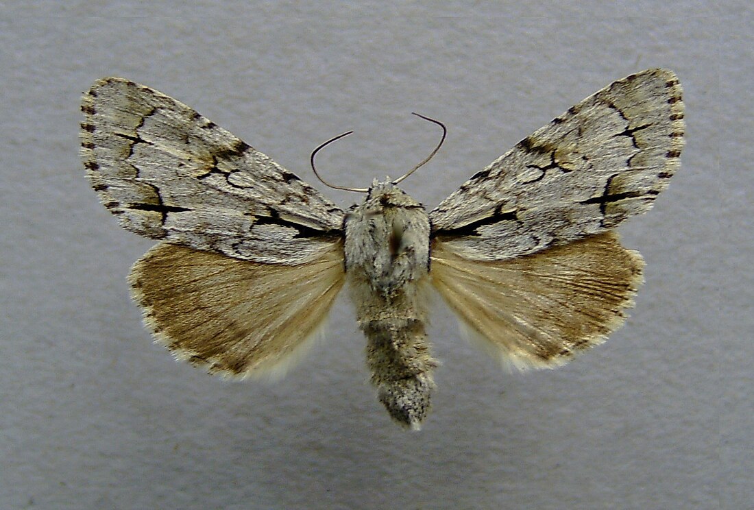 Acronicta cuspis