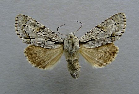 Acronicta_cuspis