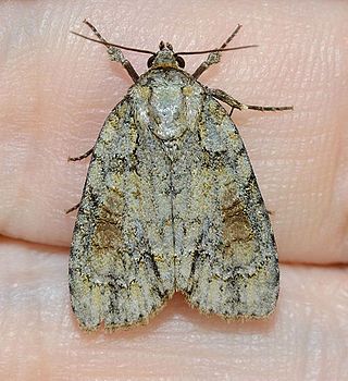 <i>Acronicta exilis</i> Species of moth