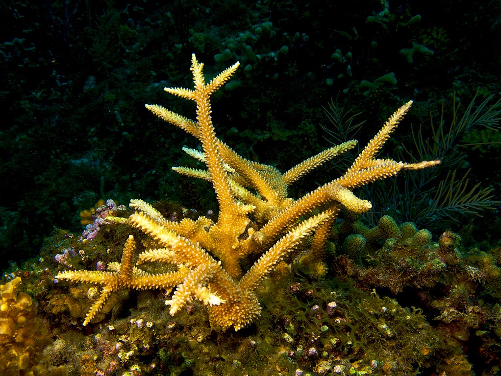 File:Acropora cervicornis (Staghorn Coral - Haiti).jpg - Wikimedia Commons