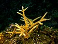 Acropora cervicornis (Staghorn Coral - Haiti).jpg