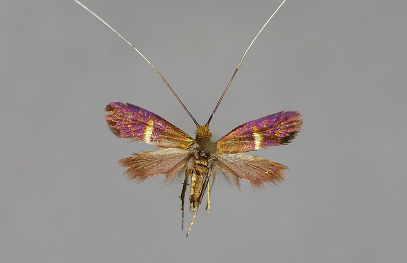 File:Adela australis-M-Toscana, Firenze, Marradi, 1089 m-E-MF00108-Z29579a.jpg