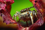 Gambar mini seharga Habronattus cognatus