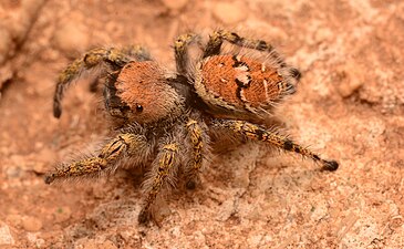 Adult female Phidippus carolinensis dorsal.jpg