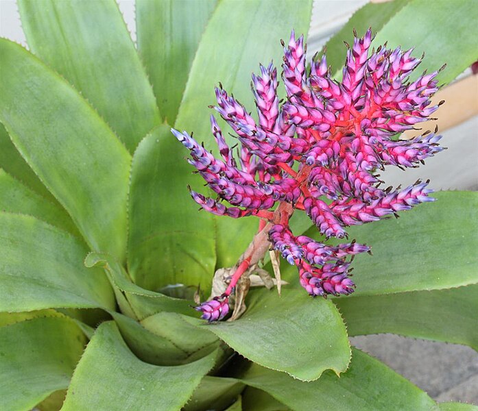 File:Aechmea 'DelMar' 20091106.jpg