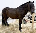 Thumbnail for List of German horse breeds