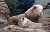 African Lion Panthera leo krugeri Male and Female 2200px adjusted.jpg
