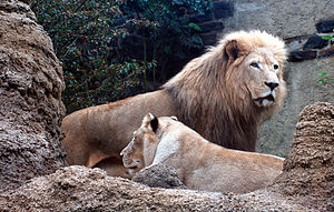 Αρσενικό και θηλυκό λιοντάρι του Τρανσβάαλ