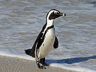 Penguin, African Spheniscus demersus