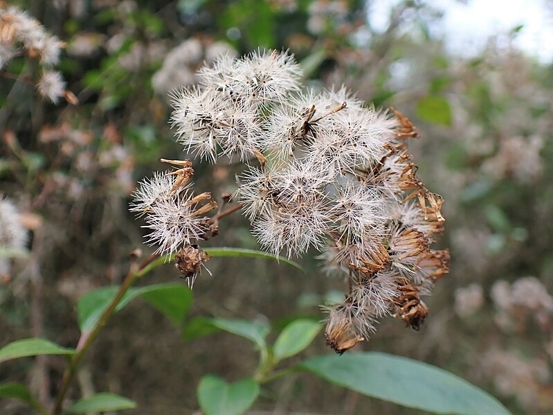 File:Ageratina ligustrina kz05.jpg