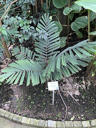 <i>Aiphanes acaulis</i> Species of palm