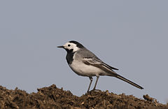 Motacilla alba White Wagtail Ak Kuyruksallayan