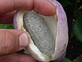 AkebiaTrifoliata fruit.JPG