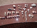 Al-Ayn al-Sokhna beach, Suez - Mollusca collection1.JPG