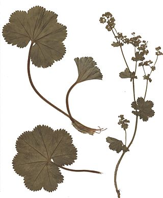 <i>Alchemilla filicaulis</i> Species of flowering plant
