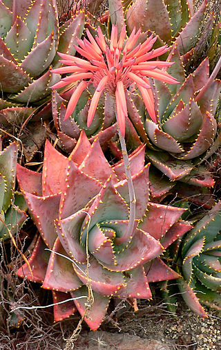 <i>Aloe perfoliata</i> Species of succulent