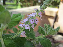 Aloysia macrostachya Aloysia macrostachya 1.JPG