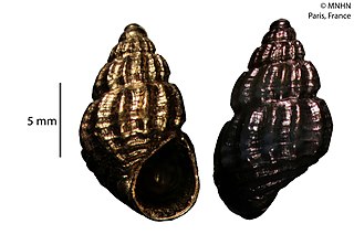 <i>Alvania lanciae</i> Species of gastropod