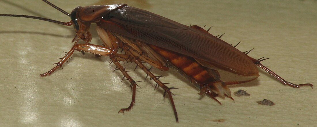 File:AmericanCockroach.jpg