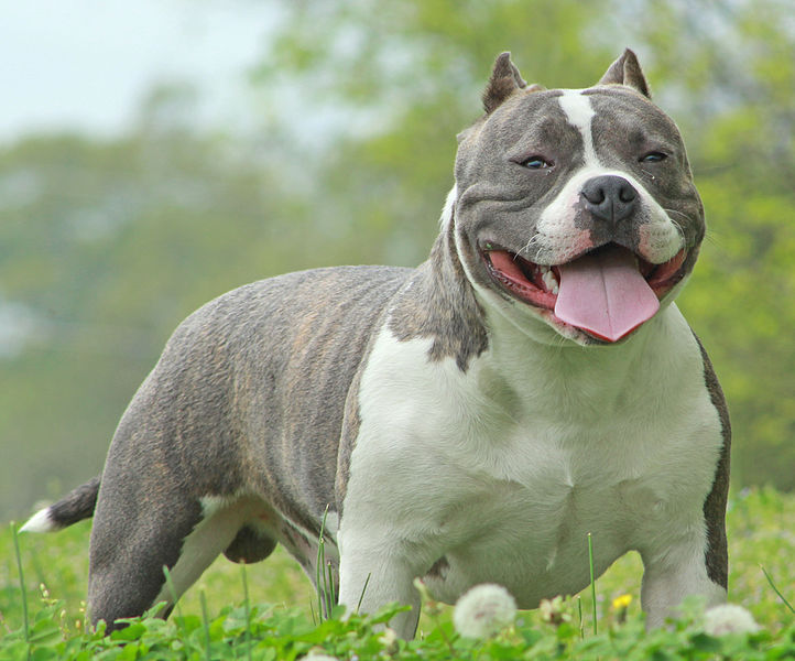 File:American Bully Male Jaxson (8656887858).jpg