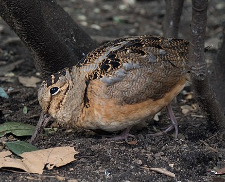 American woodcock in Bryant Park