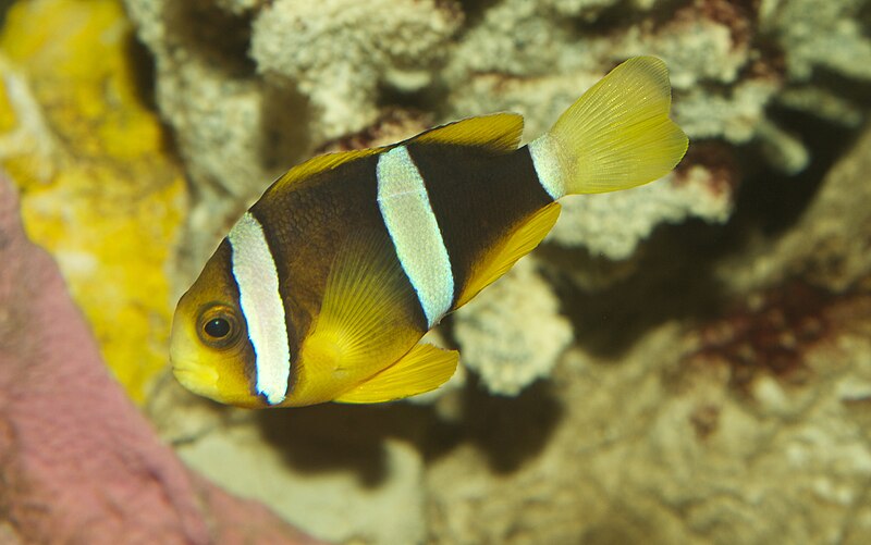 File:Amphiprion clarkii Gratwicke.jpg