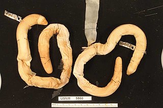 <span class="mw-page-title-main">Crooked worm lizard</span> Species of lizard