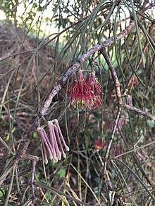 Amyema cambagei، Pacific Palms، NSW، March 2019.jpg