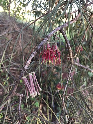 <i>Amyema cambagei</i> Species of epiphyte