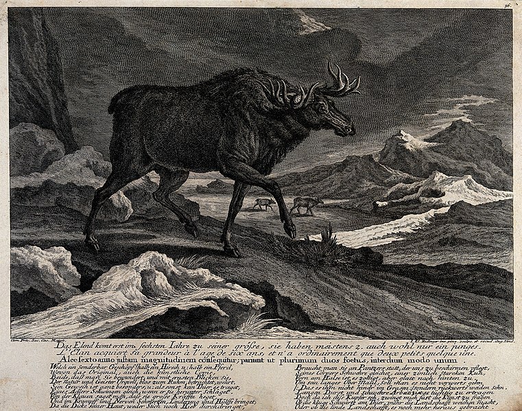 File:An elk walking through a snowy landscape in the mountains wi Wellcome V0021019.jpg