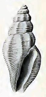 <i>Anacithara caelatura</i> Species of gastropod