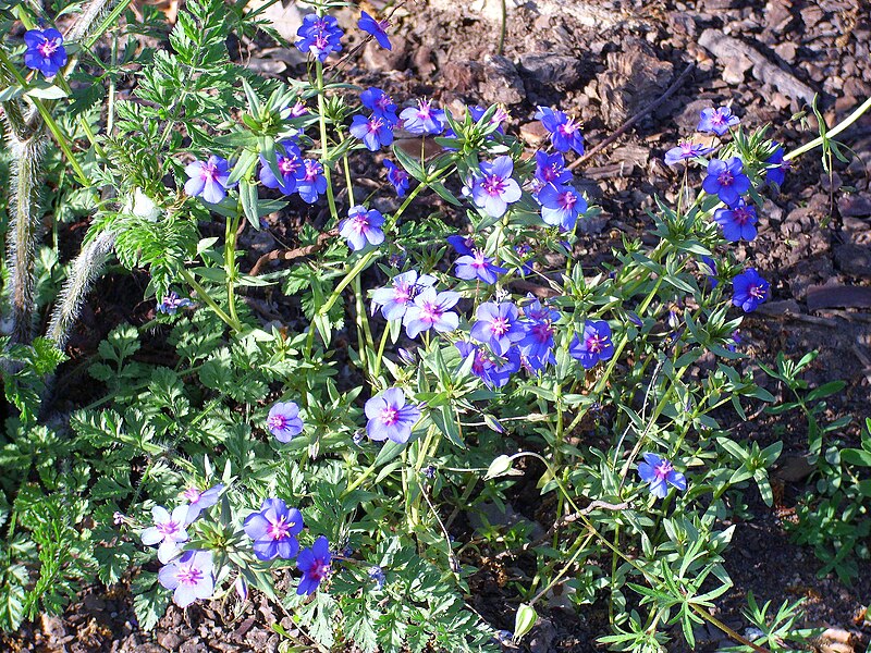 File:Anagallis monelli subsp. linifolia Habitus 2011-5-14 SierraMadrona.jpg