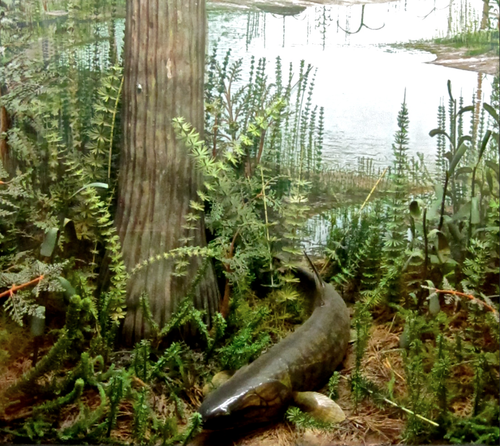 Until the 1980s early transitional lobe-finned fishes, such as the Eusthenopteron shown here, were depicted as emerging onto land. Paleontologists now widely agree this did not happen, and they were strictly aquatic.[99] External video Tetrapod Evolution Animal Planet1 2 3 4 5 Evolution fish with fingers Transitional fossils – YouTube